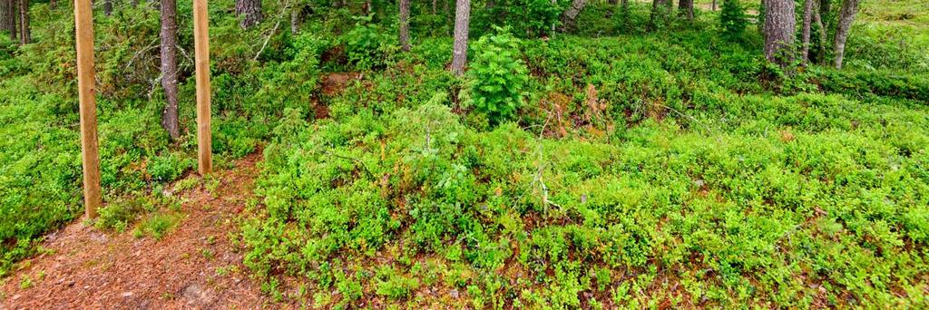 rannasta pohjoiseen. Alue on osa Hiukan harjumuodostelmaa ja on kuivahkoa kumpuilevaa mäntykangasta. Tervahauta on luontopolun varressa ja merkitty opastaululla.