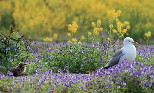 RTKI / Lasten saariseikkailu arakan saarella Meilahden arboretum kevään kukoistuksessa KLO LÄTÖPAIKKA / 12 14 Yhteysvene llanlinnan laiturista, Café rsulan vierestä klo 12, hhrenströmintie 3,