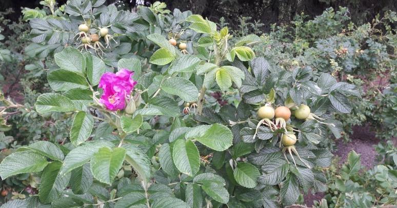 Kurtturuusu (Rosa rugosa) Kurtturuusu on hautausmailla ja puistoissa usein kasvava piikikäs pensas, jonka kovin moni ei tiedä olevan haitallinen vieraslaji.