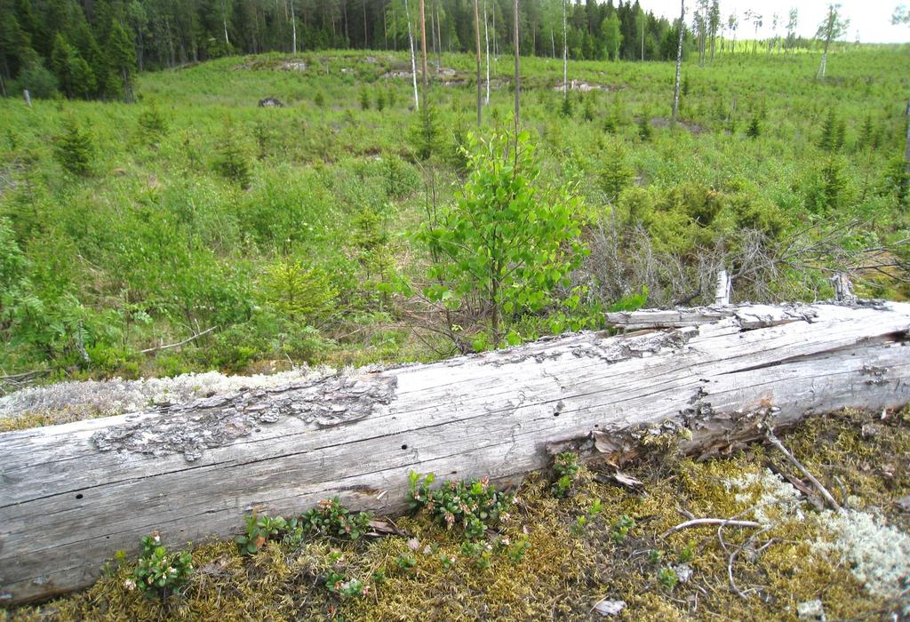 METSÄSUUNNITTELUN KEHITTÄMINEN METSÄNOMISTAJAN NÄKÖKULMASTA