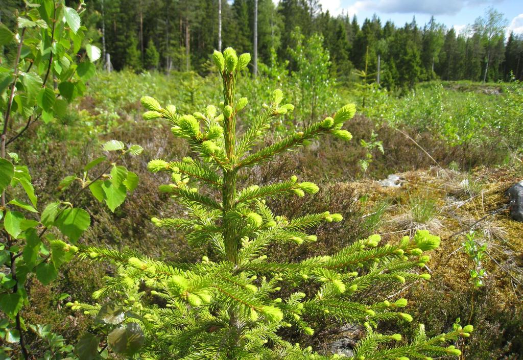 Yhteenvetoa metsäsuunnittelun ja