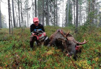 Hirvituhot Yhteismetsän taimikoissa on todettu laajoja ja voimakkaita hirvituhoja. Vuonna 2018 hirvivahinkokorvauksia haettiin 392 ha:n alueelle.