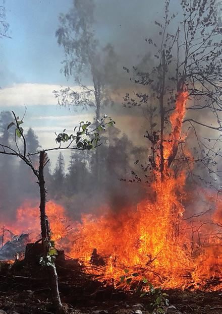 Kemijärven yhteismetsä Vapaudenkatu 8 A 4 98100 KEMIJÄRVI Puh.