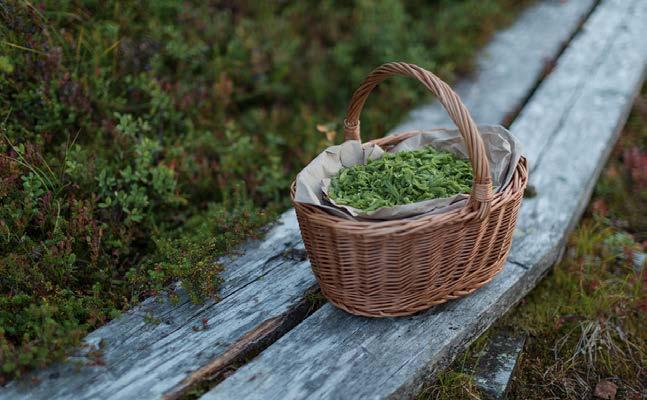 VASTUULLISUUDEN JOHTAMINEN Alko tähtää vastuullisuuden edelläkävijäksi. Vastuullisuuden rooli korostuu kokonaisvaltaisesti kaikessa tekemisessämme tulevina vuosina.