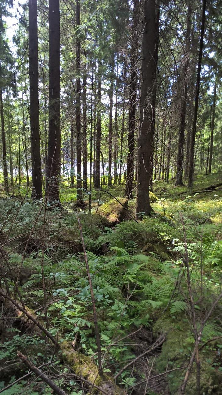 Purku-uoma luontaisen kaltainen, mutta vettä siinä ei kesäaikaan liiku. Suositukset Kohteella ei normaalia leveämmän suojavyöhykkeen tarvetta.