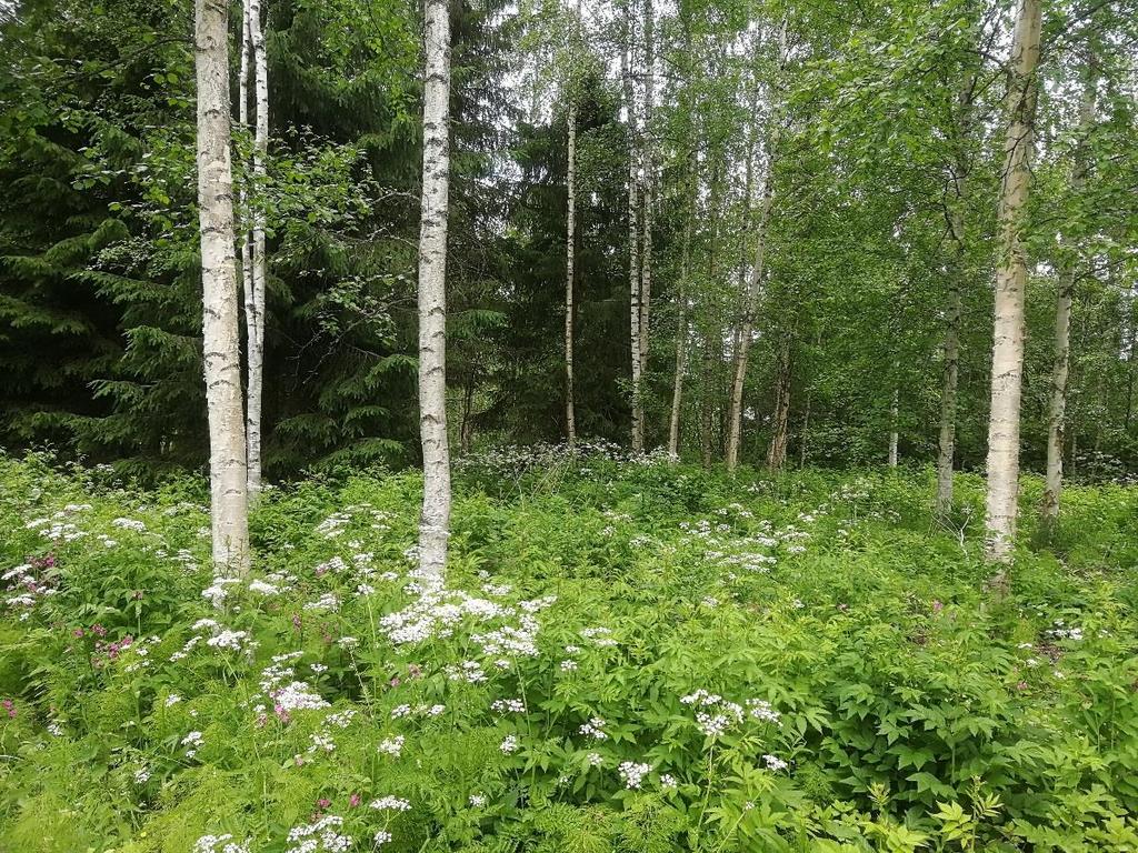 Uhanalaiset ja rauhoitetut lajit sekä suojelualueet Kaavaselostus 7/21 Uhanalaisrekisterin mukaan alueelta ei ole tiedossa uhanalaisten kasvilajien havaintoja (Keski- Suomen ELY-keskus 2018) eikä
