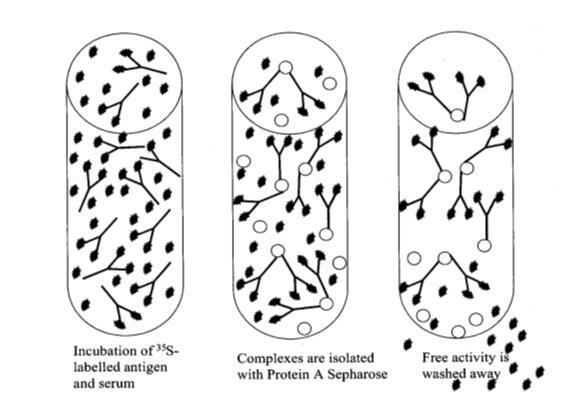 9 Figure 3. The radiobinding assay principle [26, p. 48] 3.