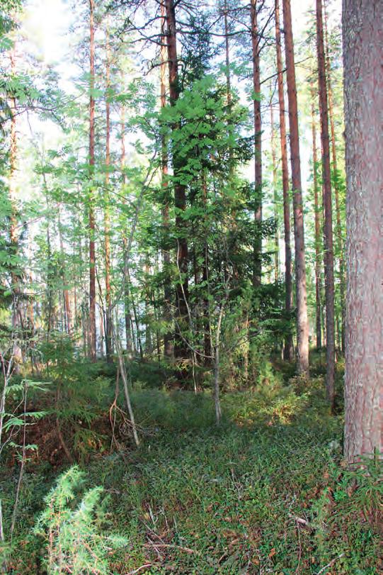 Suomen Luontotieto Oy KORPILAHDEN KURJENNIEMEN RANTA-ASEMAKAAVA ALUEEN LUONTOARVOJEN PERUSSELVITYS 2018