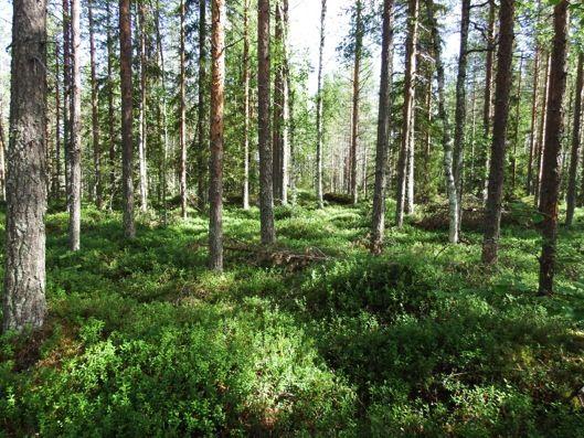 10 Kuva 3. Maisemaa suunnittelualueen pohjoisosasta.