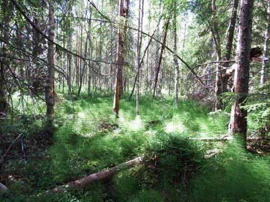 17 Kuva 17. Ojitettua turvemaata Lukkarinjängän itäpuolella.