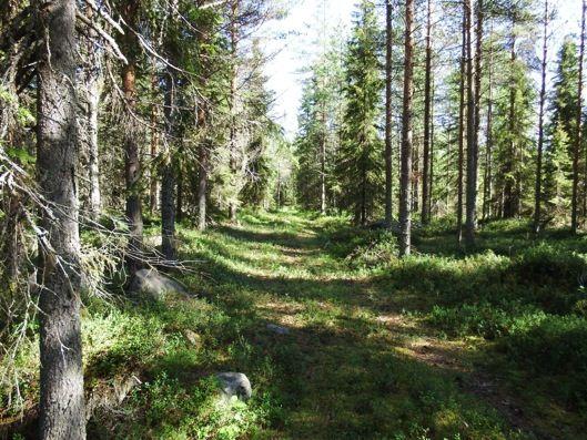 Paikoin on runsaasti metsäkortetta. Kuvattu etelälounaaseen. Kuva 18.