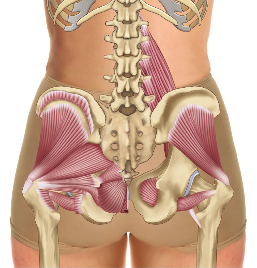 410 Osa III: Lihasten palpaatio Psoas major Iliac crest Gluteus medius (cut) Gluteus minimus Gluteus minimus Anococcygeal ligament Coccygeus Piriformis Ischial spine Superior gemellus Obturator