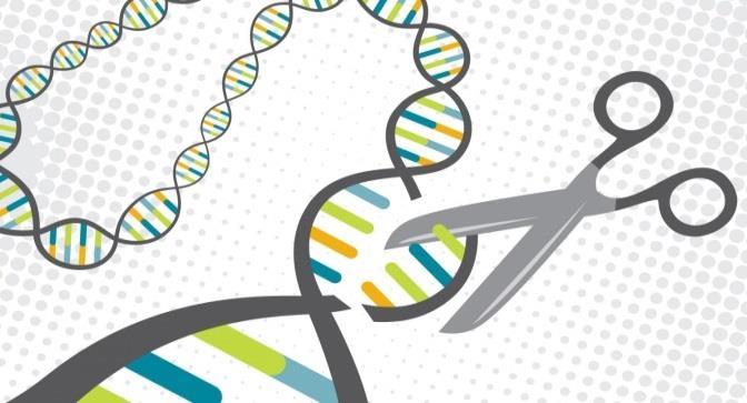 grna (g = guide) löytää bakteriofagin geenin Cas9-proteiini saksii