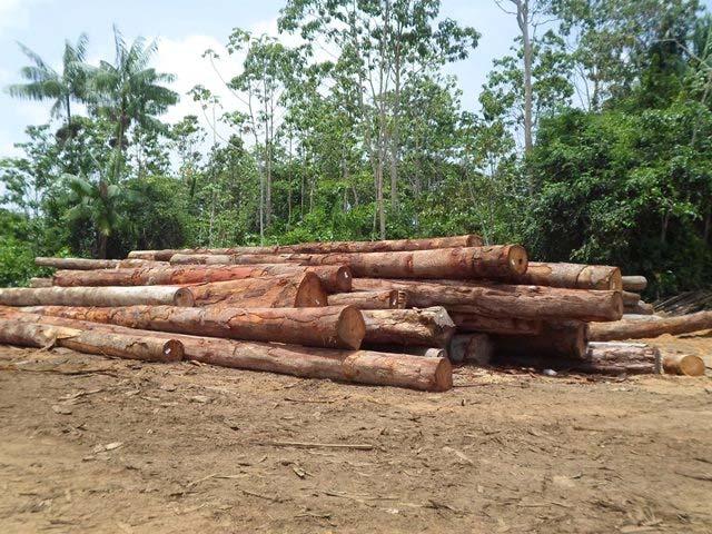 1. INLEIDING Jaarlijks wordt er een beschrijvende weergave gedaan van de bosbouwsector, waarbij er geprobeerd wordt om inzichten te verschaffen in de uitgevoerde activiteiten door de sector, middels