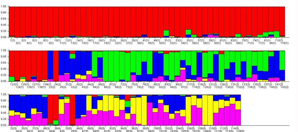 Kuva 1. Belgianpaimenkoirien klusterijako Structure Harvester -analyysin antaman viiden hypoteettisen kantapopulaation mukaan. Kukin pylväs edustaa yhtä yksilöä ja kukin väri omaa populaatiotaan.