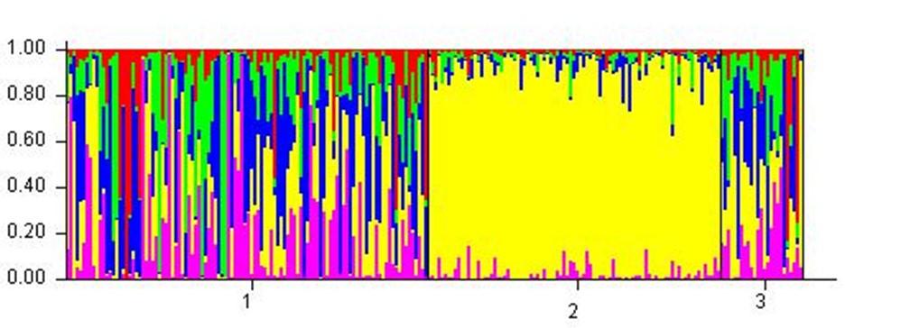 Kuva 5. Suomenlapinkoirien klusterijako Structure Harvester -analyysin antaman viiden hypoteettisen kantapopulaation mukaan. Kukin kapea pylväs edustaa yhtä yksilöä ja kukin väri omaa populaatiotaan.
