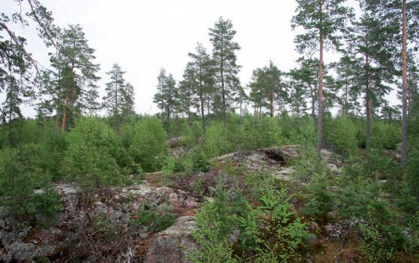 Itä-Immanen Itä-Immasen asuinalue sijaitsee noin 5 kilometrin päässä Naantalin keskustasta, hyvien kulkuyhteyksien varrella Maskuntien läheisyydessä.