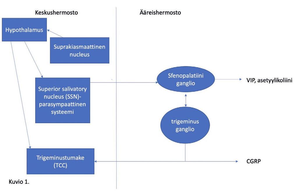 Neurostimulaatio Kuvio 1. Sarjoittaisen päänsäryn patofysiologiaa.