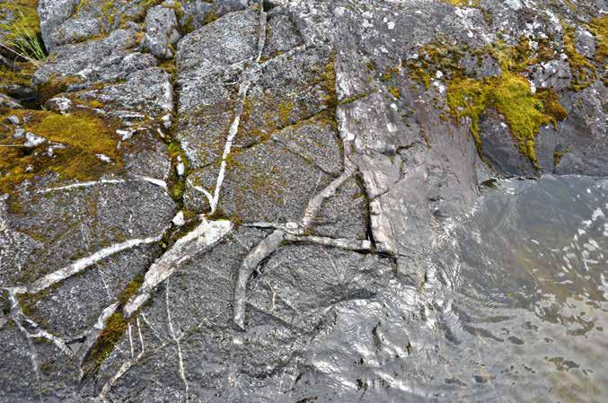 Kuva / photo: K-M Remes Kuva / photo: K-M Remes Kuva / photo: K-M Remes Ilkonsaaren pääkivilajit graniitti, granodioriitti ja tonaliitti ovat syntyneet hitaan kiteytymisen kautta kivisulasta eli