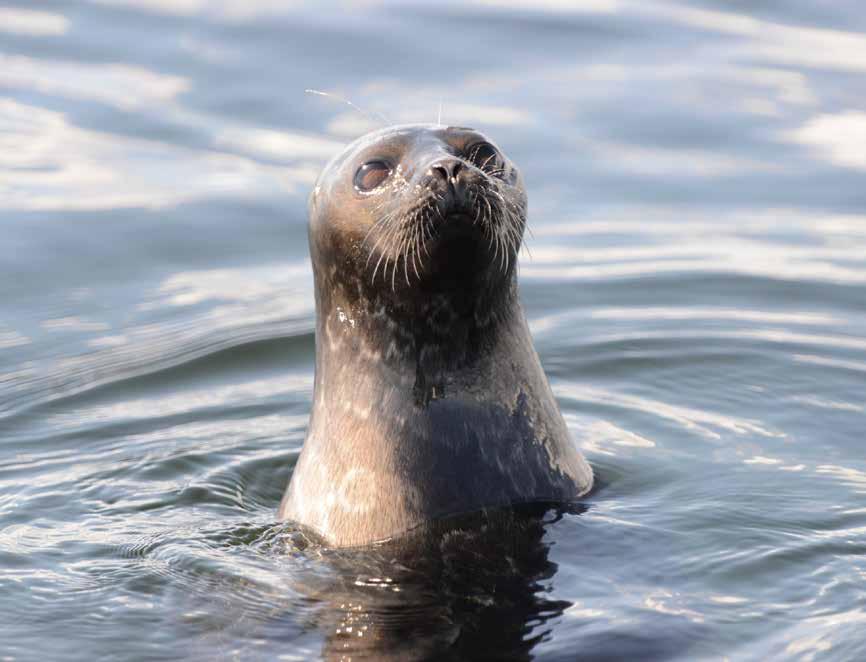 UHANALAINEN SAIMAANNORPPA THE ENDANGERED SAIMAA RINGED SEAL (PHOCA HISPIDA SAIMENSIS) Yli 9000 vuotta sitten Saimaan erotessa makean veden altaaksi, norppia (Phoca hispida) jäi eristyksiin