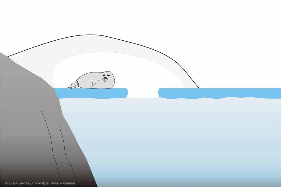 These marine mammals had to adapt to the labyrinthine waters of Lake Saimaa.
