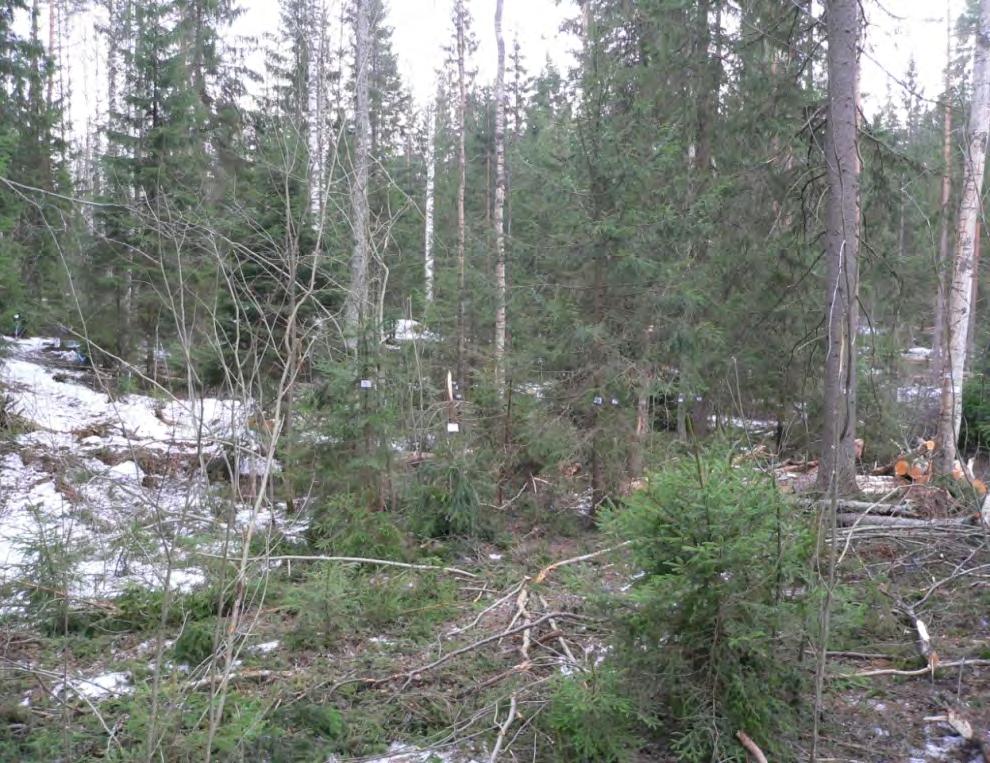 Tasaikäisen metsän muuttaminen eri-ikäiskuusikoksi 2.