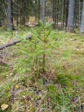 Pienaukkojen taimilla hyvin hidas pituuskehitys