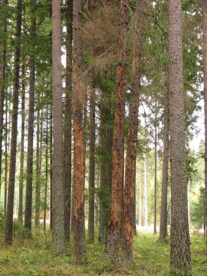 Kirjanpainaja (Juha Siitonen) viihtyy aurinkoisilla lämpimillä paikoilla heikentyneissä puissa tuhokohteet yleensä varttuneeseen kuusikkoon rajautuvan avohakkuun reunoilla tuulenkaatoja kuivuus- ja