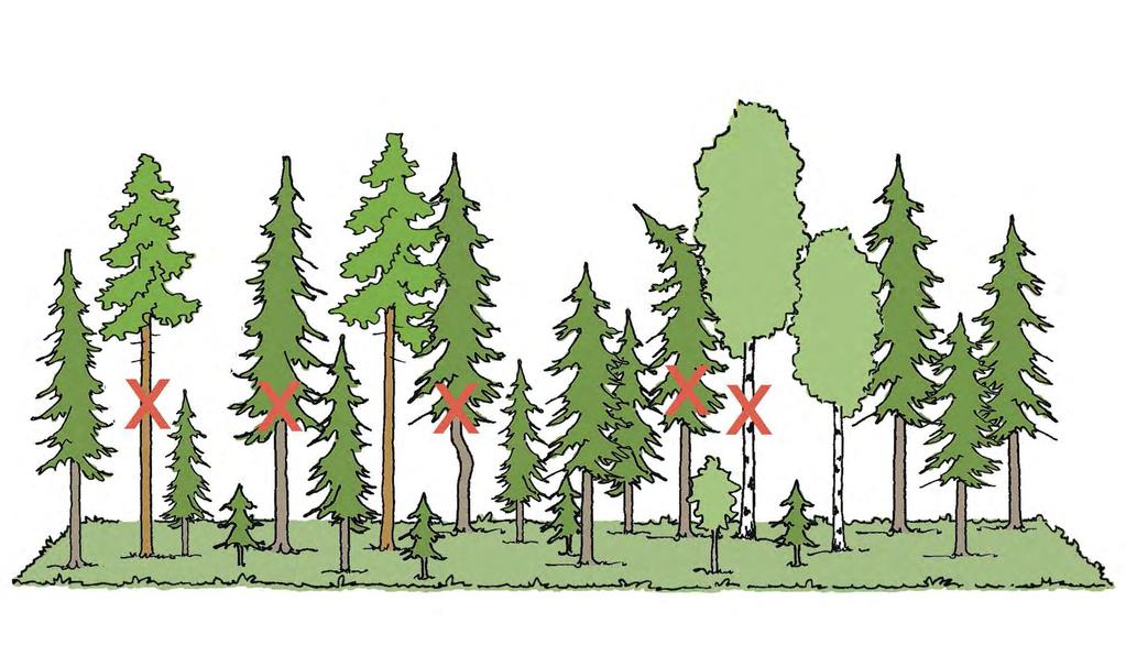 Puiden valinta eri-ikäismetsän