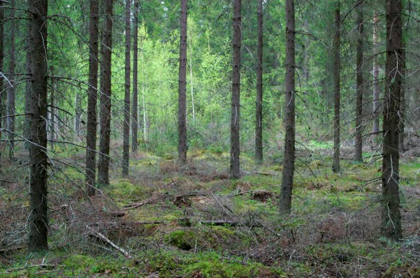 Ero eri-ikäismetsän ja yläharvennuksen välillä yläharvennus on tasaikäisen metsän kasvatusta yläharvennusta seuraa aikanaan päätehakkuu yläharvennuksessa poistetaan isoja puita, jotta saadaan parempi