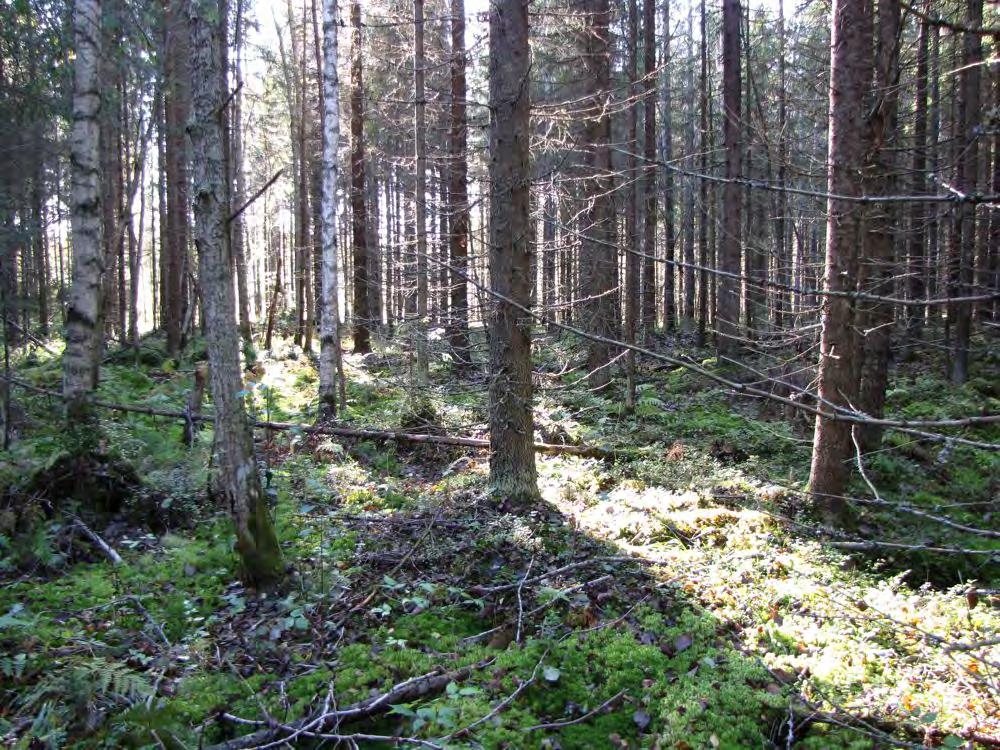 Tasaikäisen metsän muuttaminen eri-ikäiskuusikoksi 1.