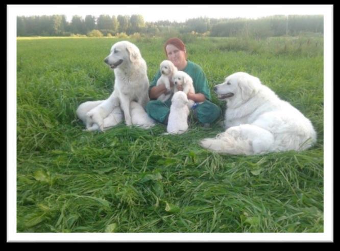 Cuvaceita kasvatan pienimuotoisesti nimellä SNOWHITE COWBOYS. Kotona meillä 5 cuvacia ja 3 paimenta. Jonkun verran käyn koiriemme kanssa näyttelyissä, mutta koirillamme kaikilla on oma "työ".