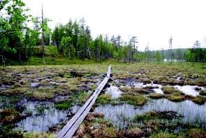 Kohde 5. Rehevähkö suo GPS: 69 01 413; 28 44 597 Rinnettä myöten Ristijärveen laskeva suoalue, joka on keskimääräistä huomattavasti rehevämpi.