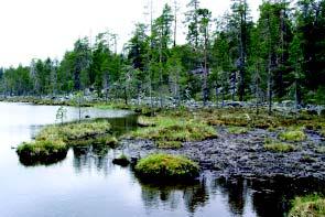 Muita putkilokasveja suolla edustavat suokukka (Andromeda polifolia), leväkkö (Scheuchzeria palustris) ja riippasara. Sammalista yleisimpiä sirppisammalet (Warnstorfia sp.). Suoaluetta halkovat pitkospuut.