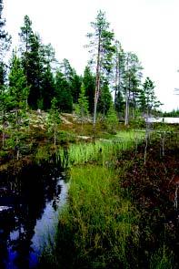 Kohde 29. Puro (GPS puuttuu) Pieneen järveen (korkeusmerkki 162 järven keskellä) laskeva liejupohjainen puro, jota reunustavat kapeahkot lietevyöhykkeet.