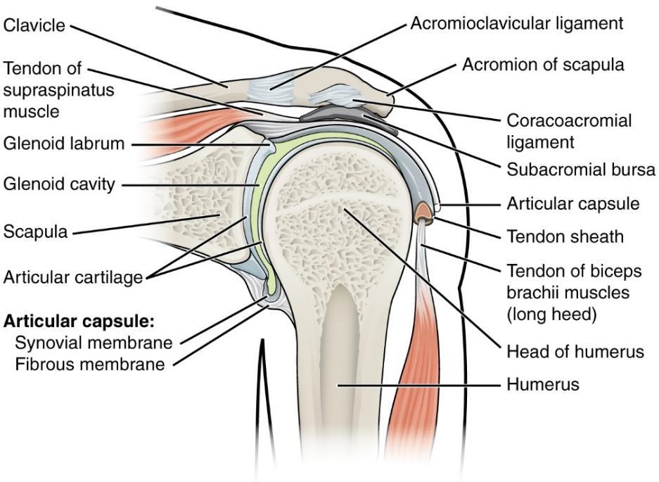 11 solisluunivelen välityksellä. Muuten lapaluu (scapula) on vapaana lihasten tukemana rintakehän takapintaa vasten. (Björkenheim & Paavola 2012, 315; Sand ym. 2013, 227.) Kuva 1.