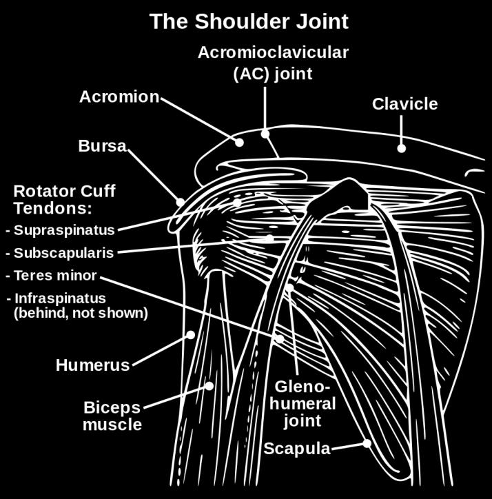 biceps brachii) eli kaksipäinen olkalihas on yksi tärkeimmistä olkavarren liikkeisiin vaikuttavista lihaksista (Sand ym. 2013, 261).