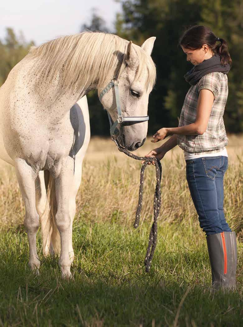 Norra SANKARI Norra Sankari on panoksemme suomen hevosen hyväksi. Sankari-täysrehun hyvät rasvahapot tukevat kesäihottuman hoidossa ja sen sulavat kuidut tukevat vatsan terveyttä.
