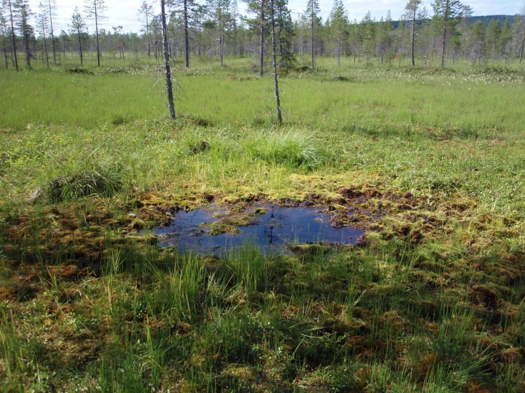 152(352) jonka rannoilla on avoluhtaa ja ruoho- ja heinäkorpea. Satojärvestä laskevan Sato-ojan varrella esiintyy ruohokangaskorven ja muurainkorven mosaiikkia.