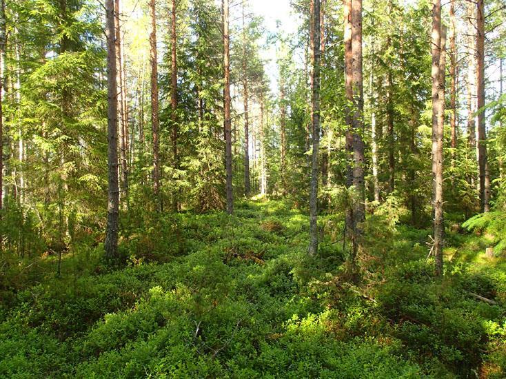 1 Saarijärvi Soidinmäen