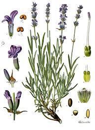 angustifolia