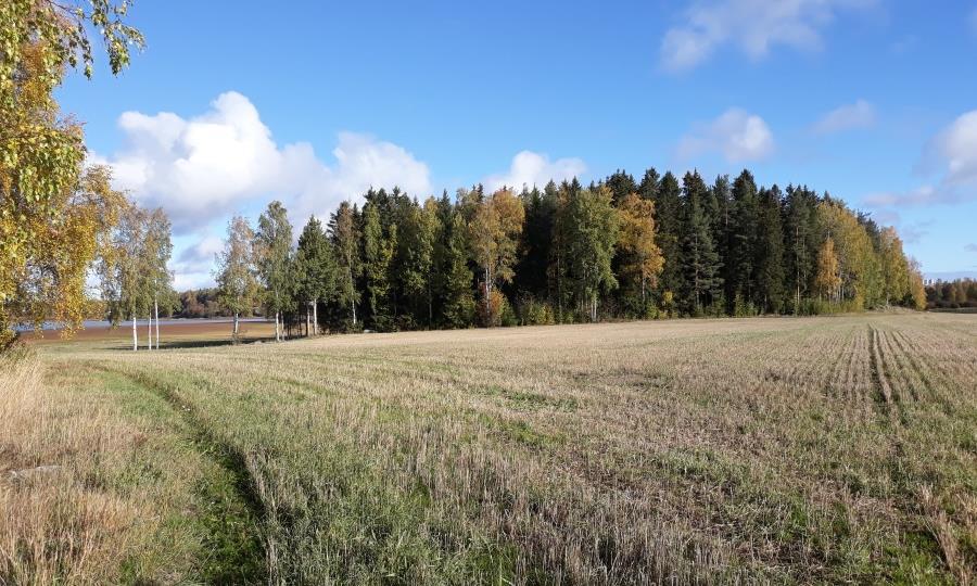 Sivu 8 / 24 Kuva 7 Välipellon alue on toistaiseksi peltomaata. Taustalla Jalasjärvi. Kuva 8 Takametsä rajoittuu viljeltyyn peltoalueeseen 3.1.