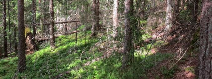 monimuotoisuudelle. Ekologiset yhteydet toimivat yleensä sitä paremmin, mitä leveämpiä ja yhtenäisempiä ne ovat.