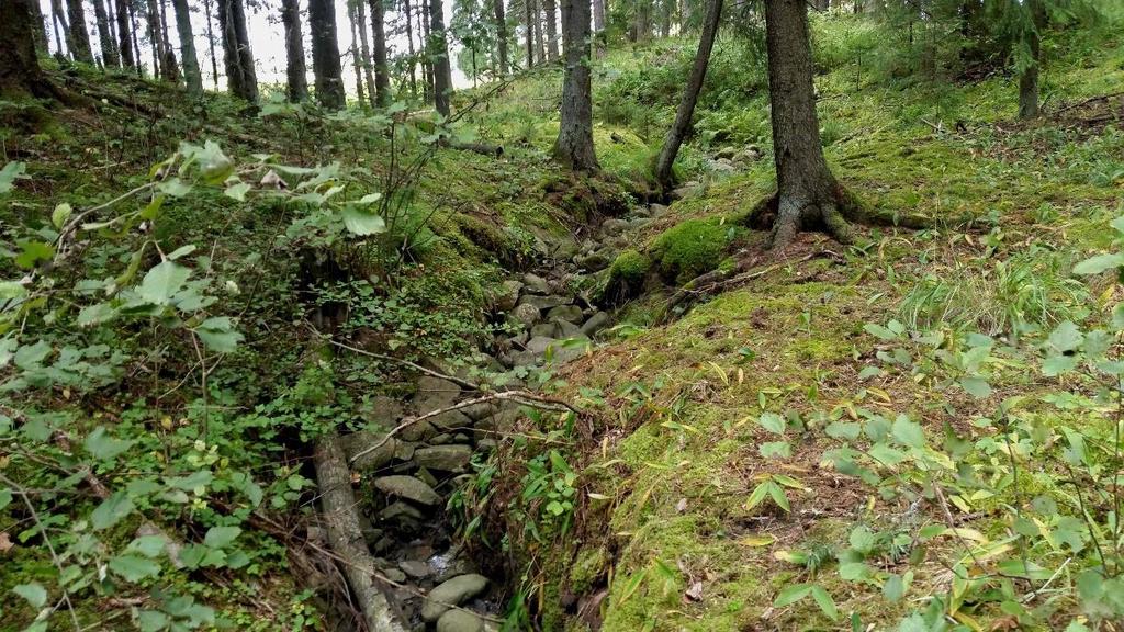 Vettä ei ollut näkyvissä. Ojitetulta metsäalueelta tuleva haara on kapea, mutta syvä ja niukkavetinen.