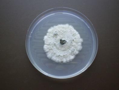 pinnoilla 2. Taudinaiheuttajamikrobien parasitismi Streptomyces K61 3. Entsyymiaktiivisuus 4.