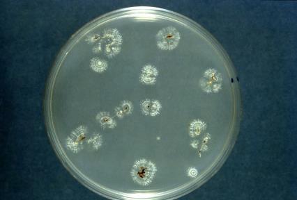 eri osien pinnoilla Streptomyces-sädebakteeri kurkun juurien pinnalla, Streptomyces