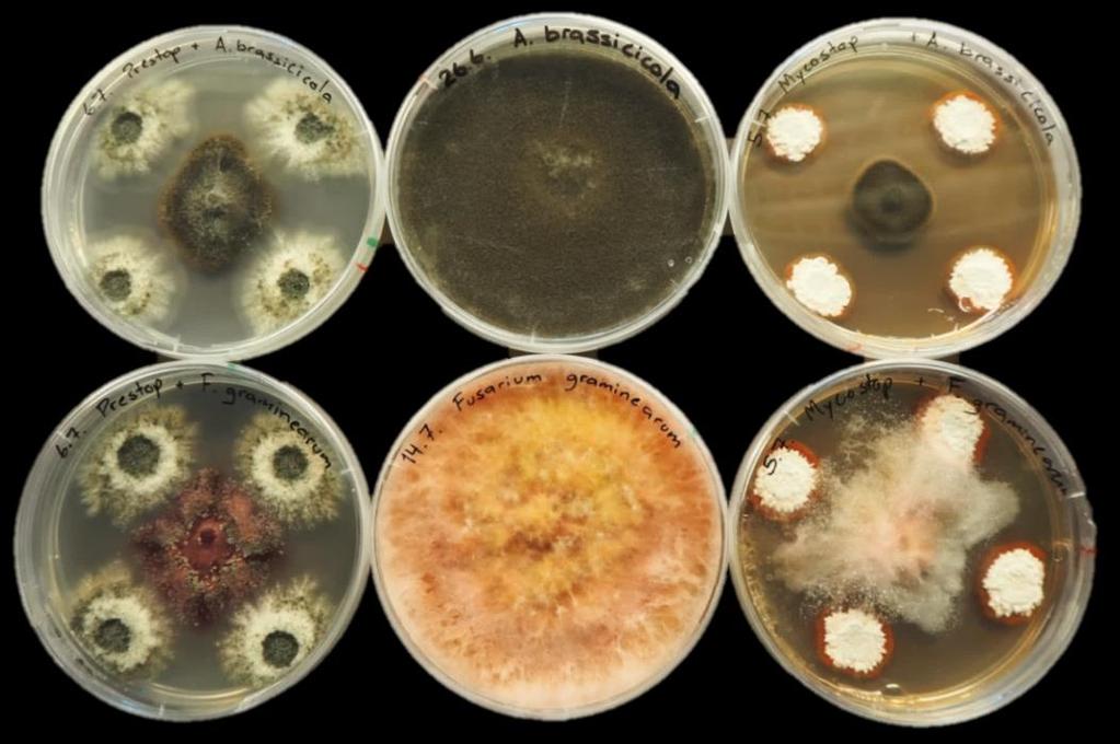 Hyötymikrobi: Gliocladium catenulatum Taudinaiheuttaja: Rhizoctonia solani Fusarium