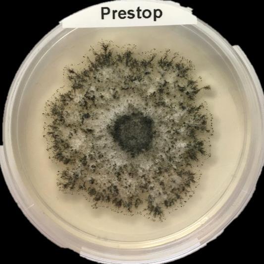Prestop biofungisidi Sisältää suomalaisesta peltomaasta eristettyä Gliocladium