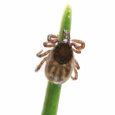 kuaineista. a.