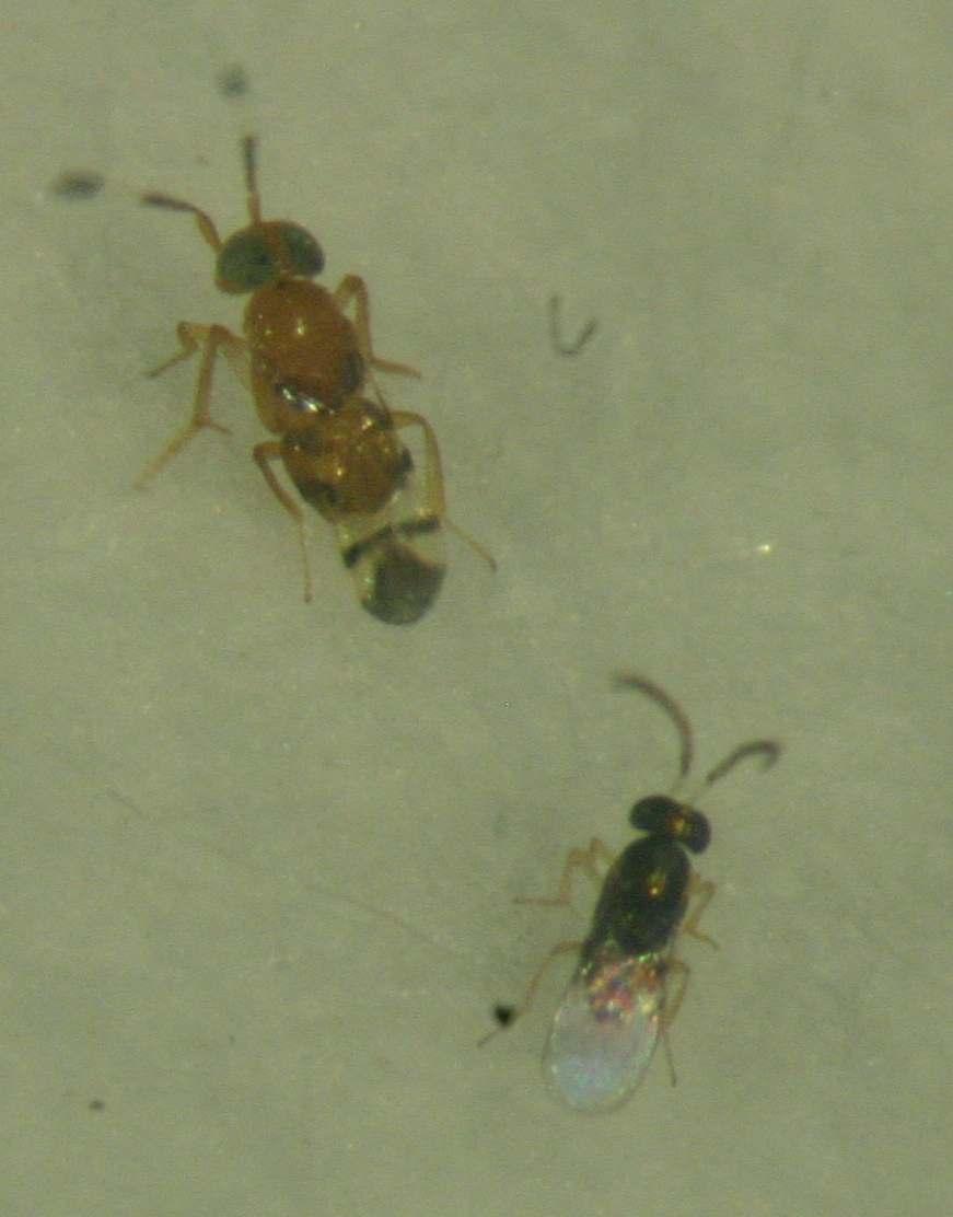 Microterys flavus: käyttö Kasvitieteelliset puutarhat ja vast.